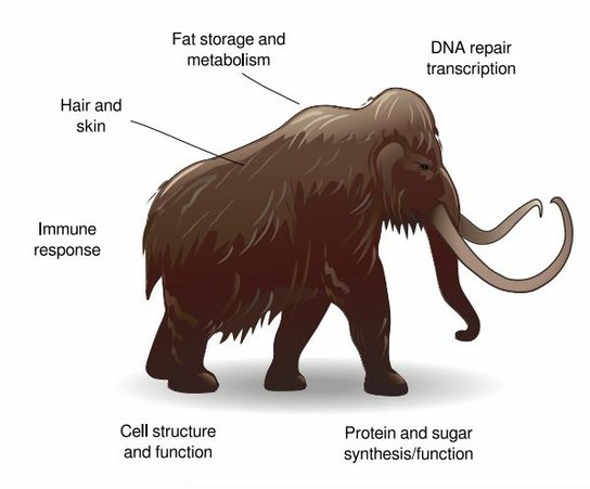 猛獁象遺傳適應，70萬年前大多存在，耳朵還沒變小？
