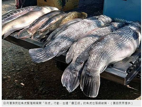 日月潭魚虎大爆發 投縣電擊獵捕魚虎肆虐8公斤超大「兇猛魚虎」