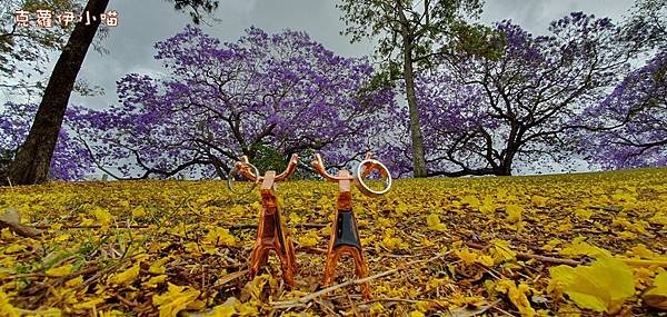 Jacaranda season