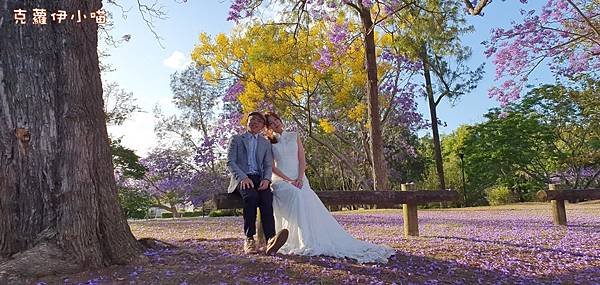 Jacaranda season