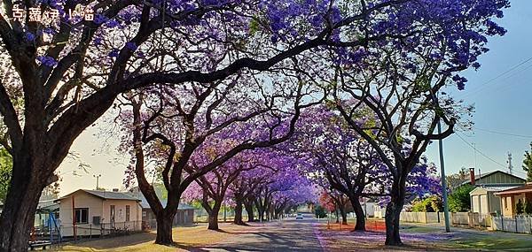 Jacaranda season