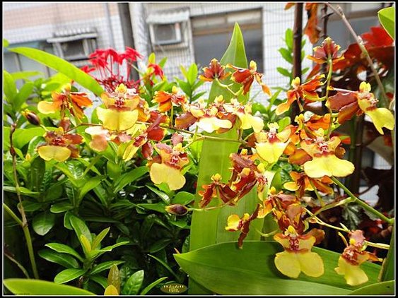 黃色文心蘭花