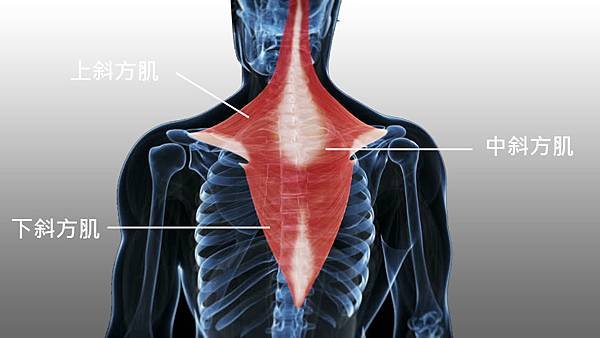 258530343-斜方肌-肌肉-解剖学-肩.jpg