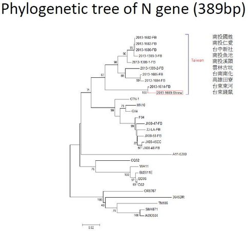 WTF N gene tree