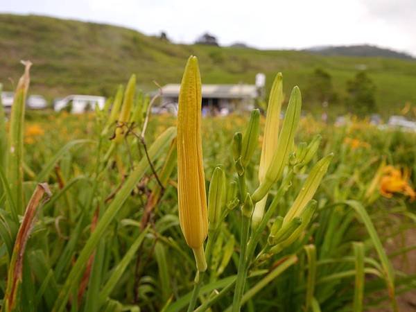 103.8.9.(62)       花蓮-六十石山.JPG