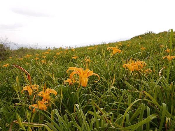 103.8.9.(64)       花蓮-六十石山.JPG