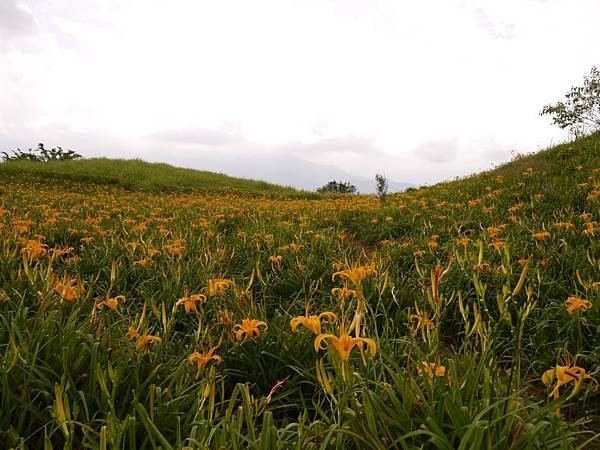 103.8.9.(79)       花蓮-六十石山.JPG