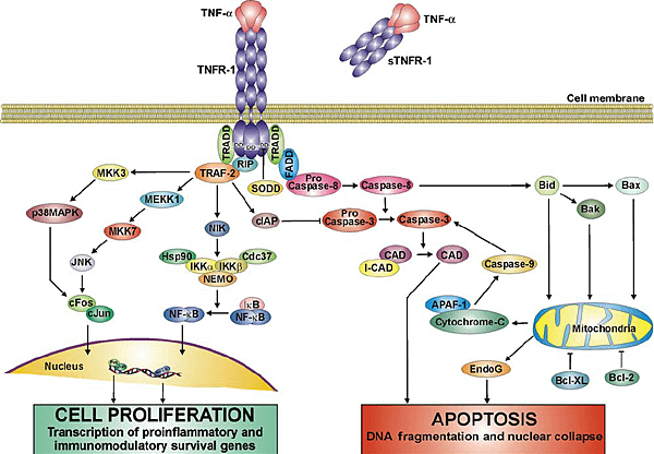 TNF signaling