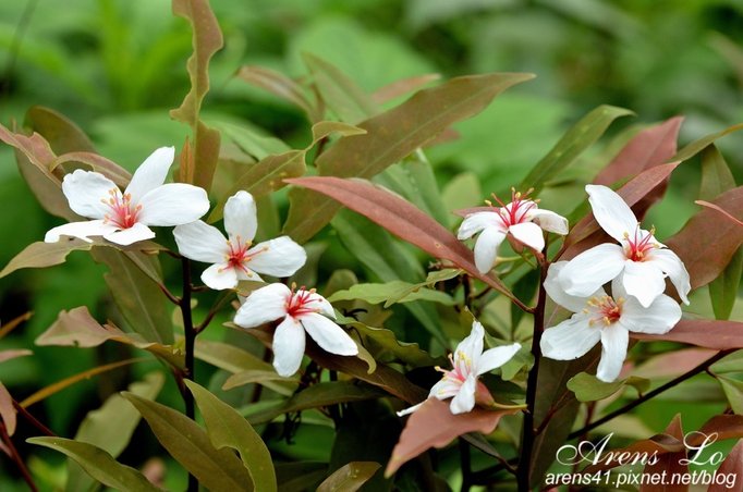 夢幻桐花道 (131)