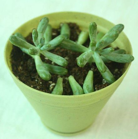 阡插完成的八千代 0516-1-BL.jpg