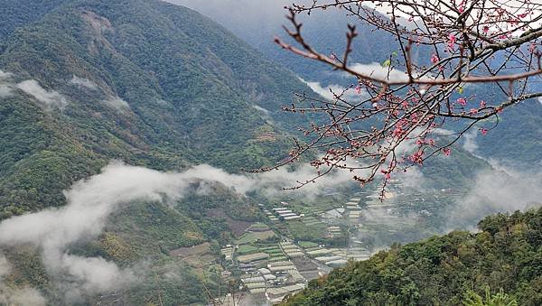 【麟趾山】【鹿林山】親民輕鬆步道卻擁有百岳級美景，眺望玉山群