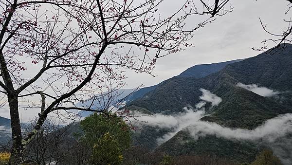 【麟趾山】【鹿林山】親民輕鬆步道卻擁有百岳級美景，眺望玉山群