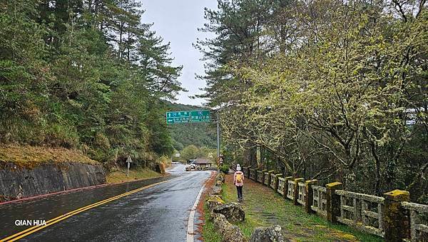 【麟趾山】【鹿林山】親民輕鬆步道卻擁有百岳級美景，眺望玉山群