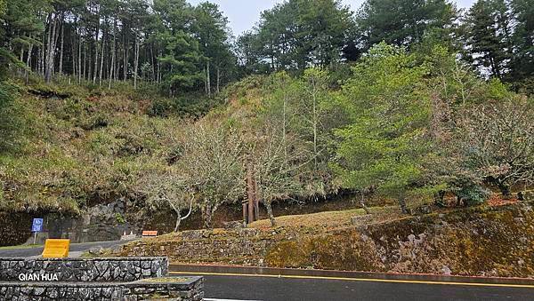 【麟趾山】【鹿林山】親民輕鬆步道卻擁有百岳級美景，眺望玉山群