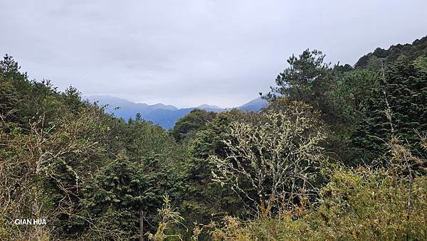 【麟趾山】【鹿林山】親民輕鬆步道卻擁有百岳級美景，眺望玉山群