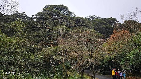 【麟趾山】【鹿林山】親民輕鬆步道卻擁有百岳級美景，眺望玉山群