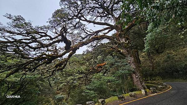 【麟趾山】【鹿林山】親民輕鬆步道卻擁有百岳級美景，眺望玉山群