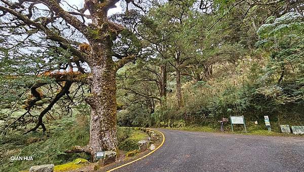 【麟趾山】【鹿林山】親民輕鬆步道卻擁有百岳級美景，眺望玉山群