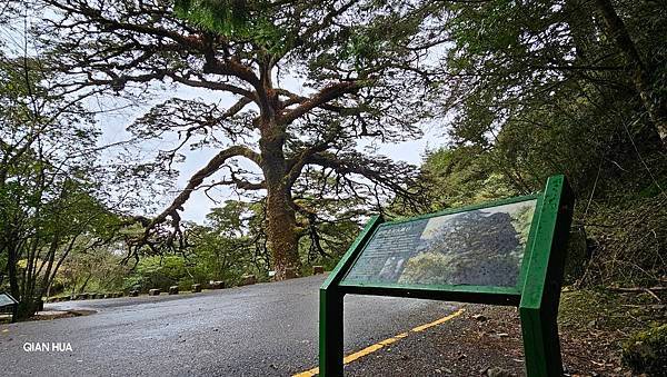 【麟趾山】【鹿林山】親民輕鬆步道卻擁有百岳級美景，眺望玉山群