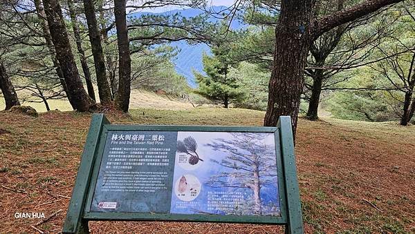 【麟趾山】【鹿林山】親民輕鬆步道卻擁有百岳級美景，眺望玉山群