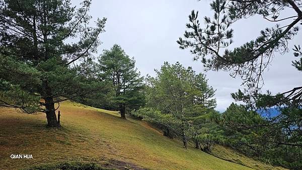 【麟趾山】【鹿林山】親民輕鬆步道卻擁有百岳級美景，眺望玉山群