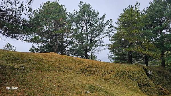 【麟趾山】【鹿林山】親民輕鬆步道卻擁有百岳級美景，眺望玉山群