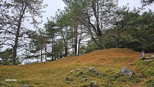 【麟趾山】【鹿林山】親民輕鬆步道卻擁有百岳級美景，眺望玉山群