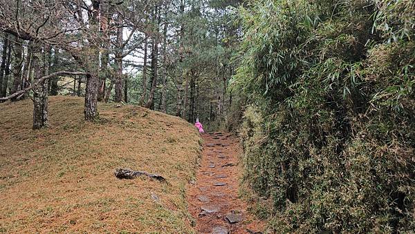 【麟趾山】【鹿林山】親民輕鬆步道卻擁有百岳級美景，眺望玉山群