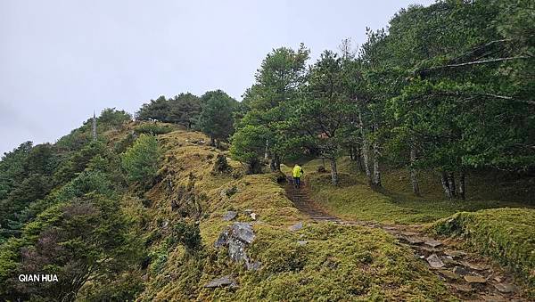 【麟趾山】【鹿林山】親民輕鬆步道卻擁有百岳級美景，眺望玉山群