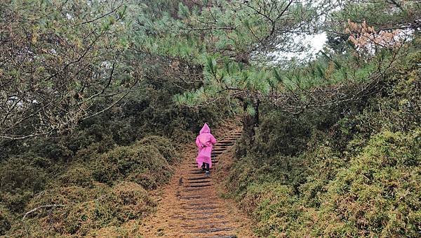 【麟趾山】【鹿林山】親民輕鬆步道卻擁有百岳級美景，眺望玉山群