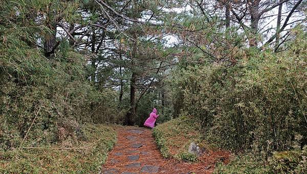 【麟趾山】【鹿林山】親民輕鬆步道卻擁有百岳級美景，眺望玉山群