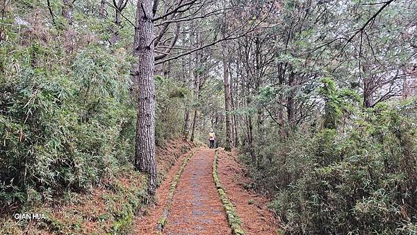 【麟趾山】【鹿林山】親民輕鬆步道卻擁有百岳級美景，眺望玉山群