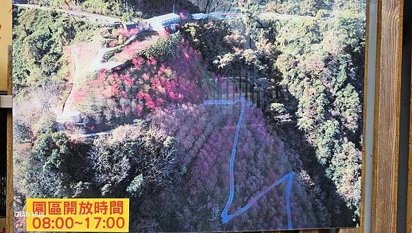 【望高茶園】2024最新花況~新中橫公路116K處最美追花景