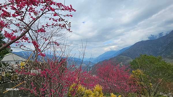 【望高茶園】2024最新花況~新中橫公路116K處最美追花景