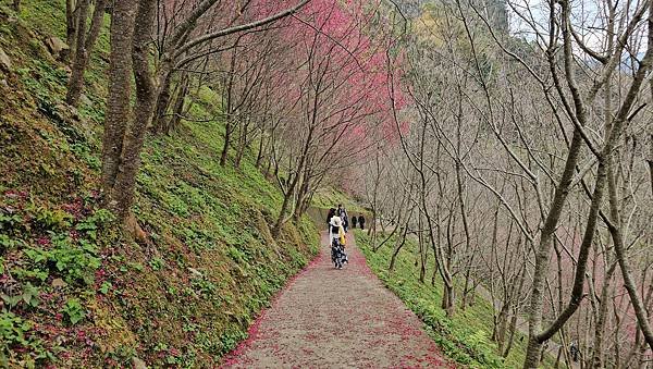 【望高茶園】2024最新花況~新中橫公路116K處最美追花景