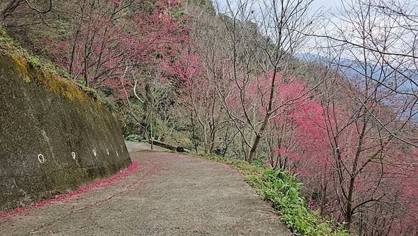 【望高茶園】2024最新花況~新中橫公路116K處最美追花景