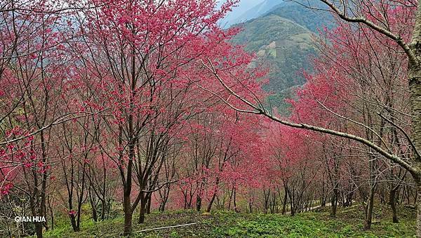 【望高茶園】2024最新花況~新中橫公路116K處最美追花景