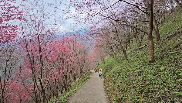 【望高茶園】2024最新花況~新中橫公路116K處最美追花景