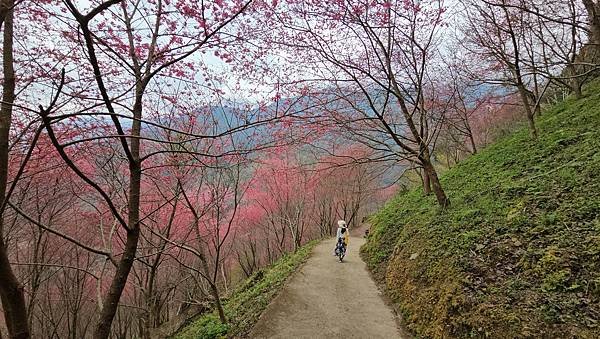 【望高茶園】2024最新花況~新中橫公路116K處最美追花景