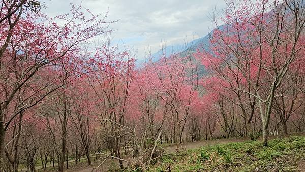 【望高茶園】2024最新花況~新中橫公路116K處最美追花景