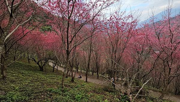 【望高茶園】2024最新花況~新中橫公路116K處最美追花景