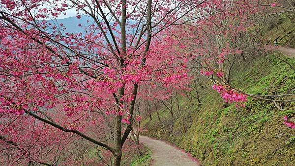 【望高茶園】2024最新花況~新中橫公路116K處最美追花景