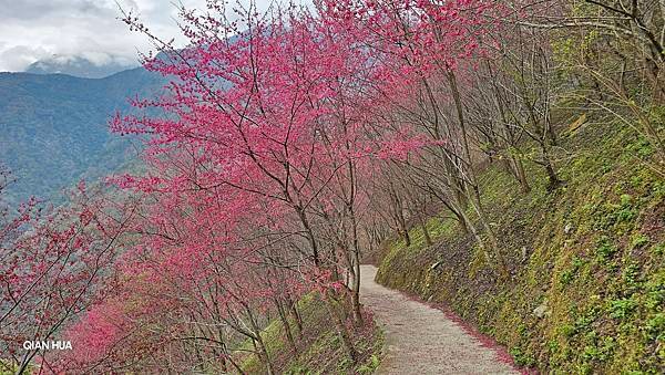 【望高茶園】2024最新花況~新中橫公路116K處最美追花景