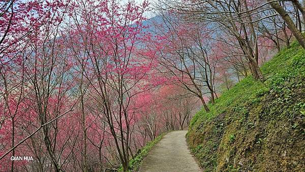 【望高茶園】2024最新花況~新中橫公路116K處最美追花景