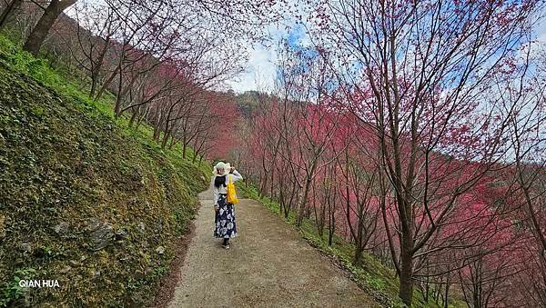 【望高茶園】2024最新花況~新中橫公路116K處最美追花景