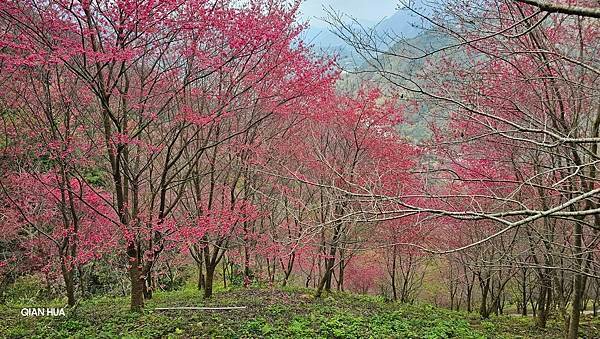 【望高茶園】2024最新花況~新中橫公路116K處最美追花景