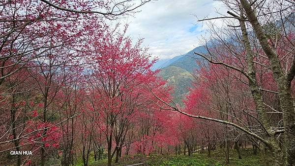 【望高茶園】2024最新花況~新中橫公路116K處最美追花景