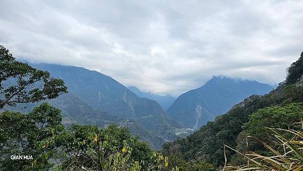 【望高茶園】2024最新花況~新中橫公路116K處最美追花景