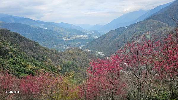 【望高茶園】2024最新花況~新中橫公路116K處最美追花景