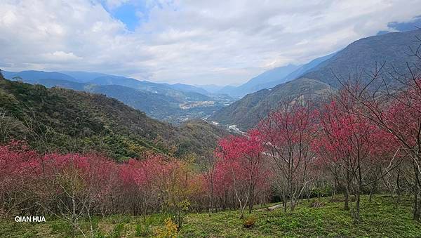 【望高茶園】2024最新花況~新中橫公路116K處最美追花景